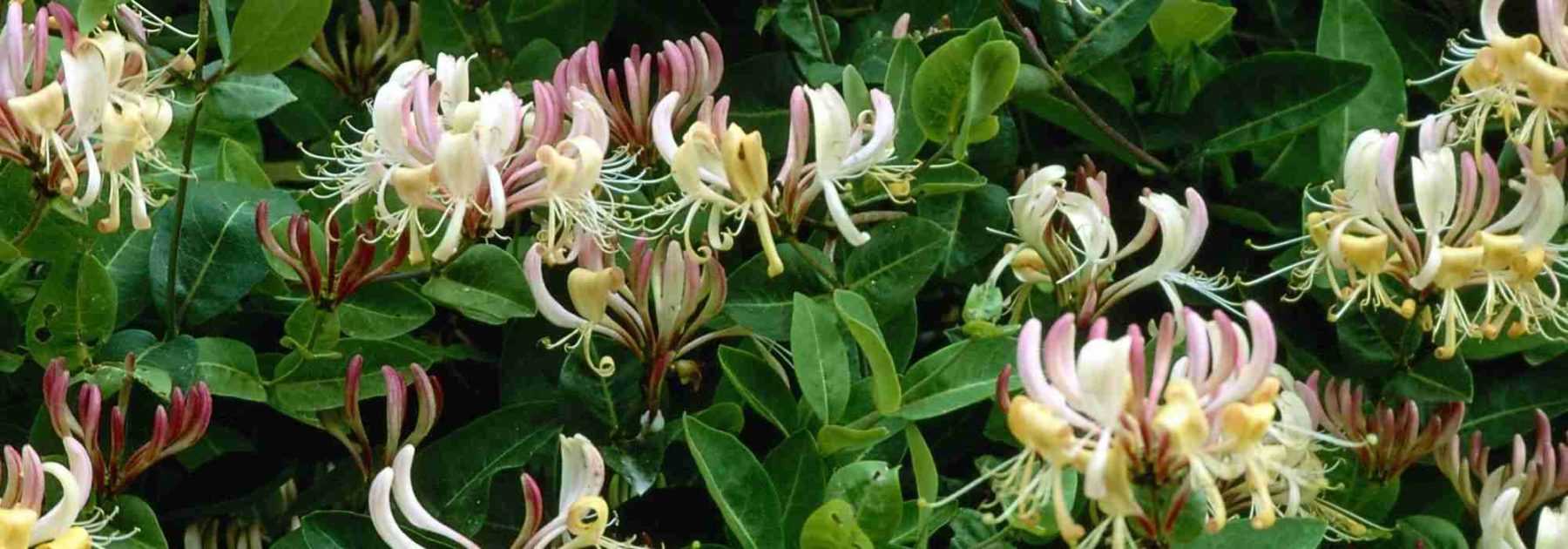 7 plantes grimpantes persistantes pour le jardin - Promesse de Fleurs