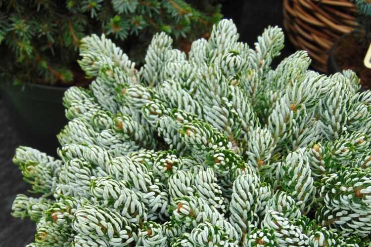 Abies koreana Kohout's Icebreaker