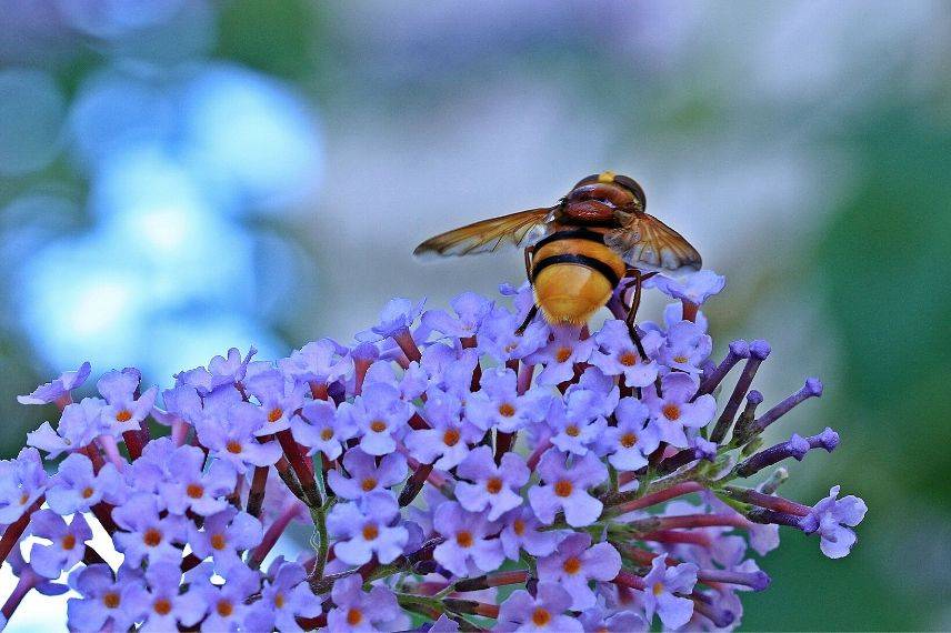 accueillir les insectes utiles au jardin