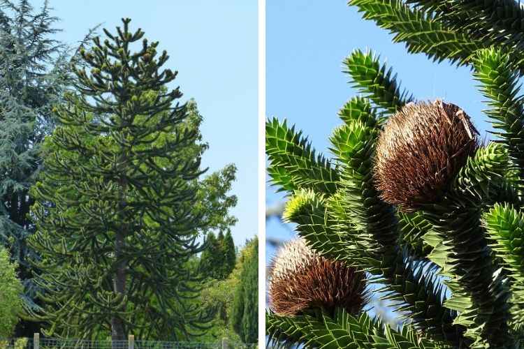 Araucaria araucana