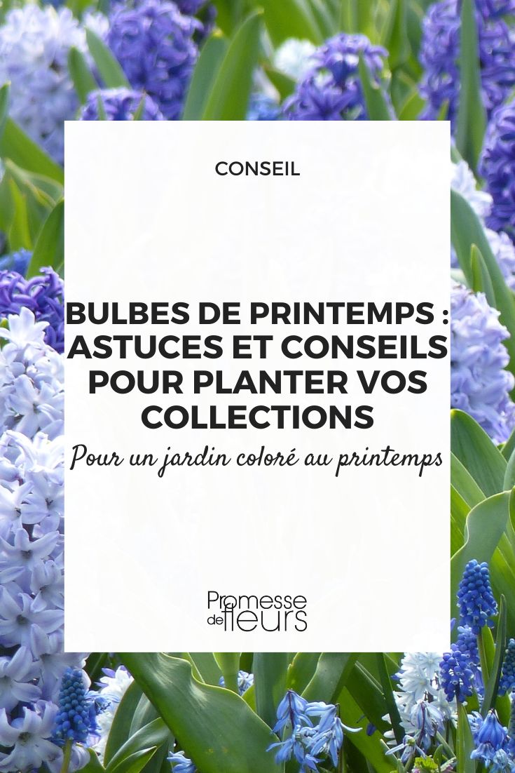 La plantation en masse des bulbes - Blog Promesse de fleurs