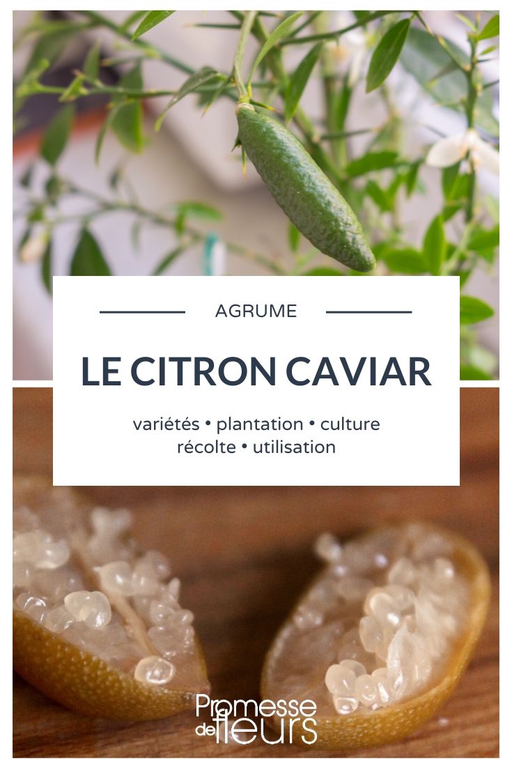 Citron caviar : planter, cultiver, récolter
