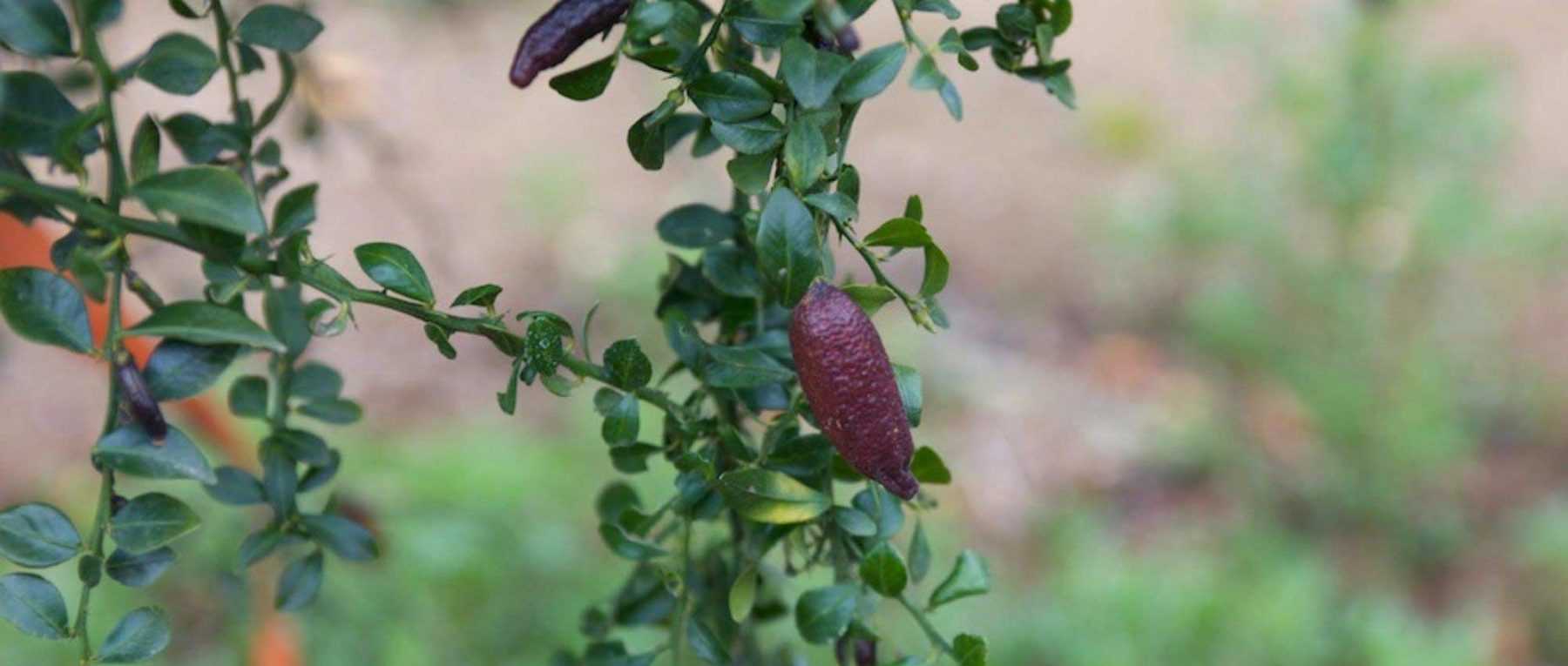 SAC DE RÉCOLTE – Sauge et Citron