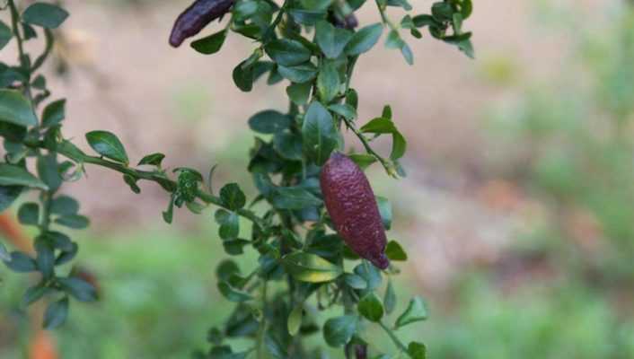 Citron caviar : planter, cultiver et récolter