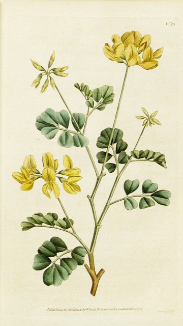 coronilla