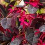 Fleurs rouges : 8 arbustes qu'il faut avoir dans son jardin