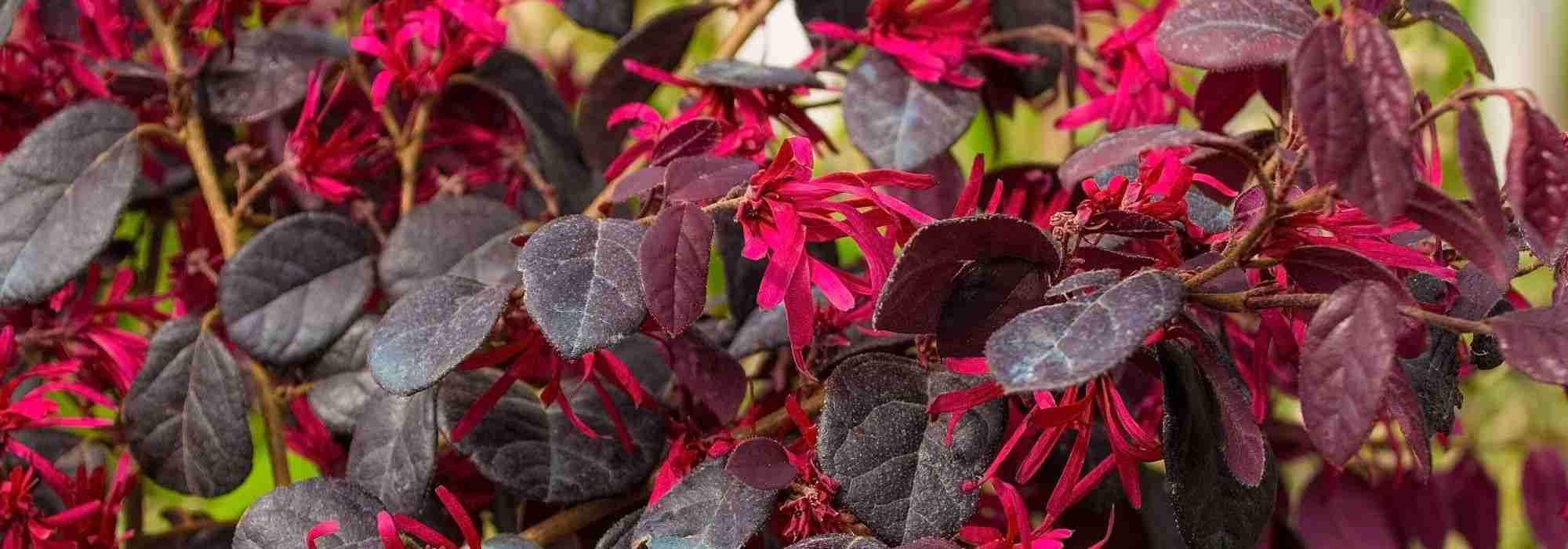 Fleurs rouges : 8 arbustes qu'il faut avoir dans son jardin