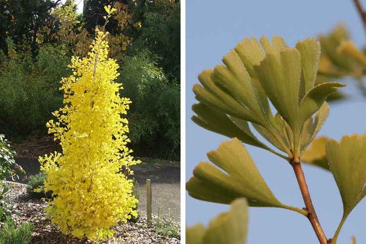 Ginkgo biloba Blagon