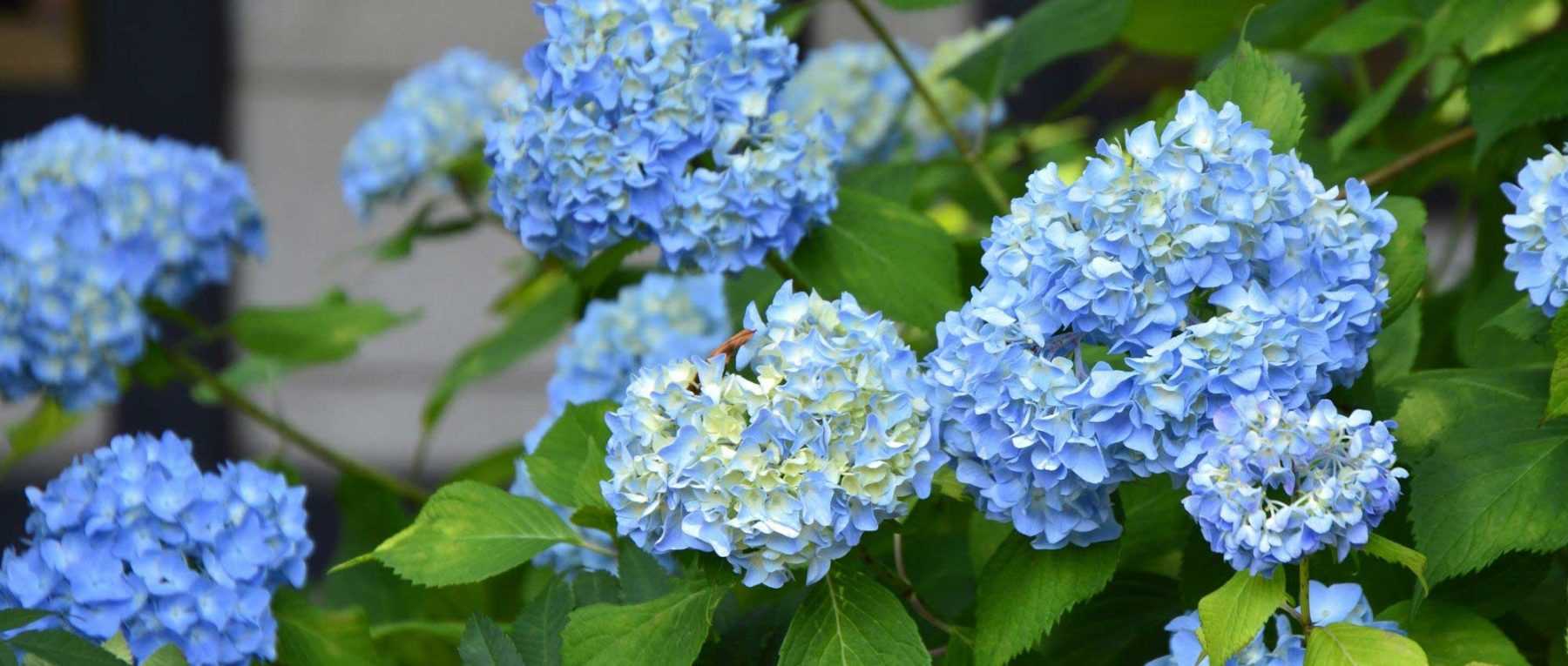 Comment tailler les hortensias ?