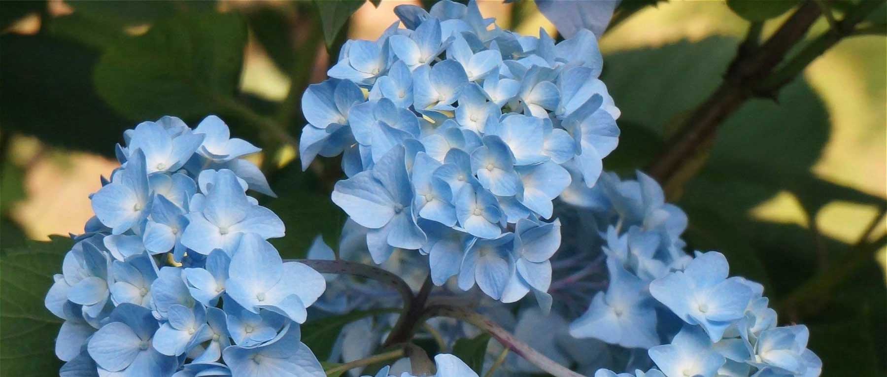 Quand tailler les hortensias ?