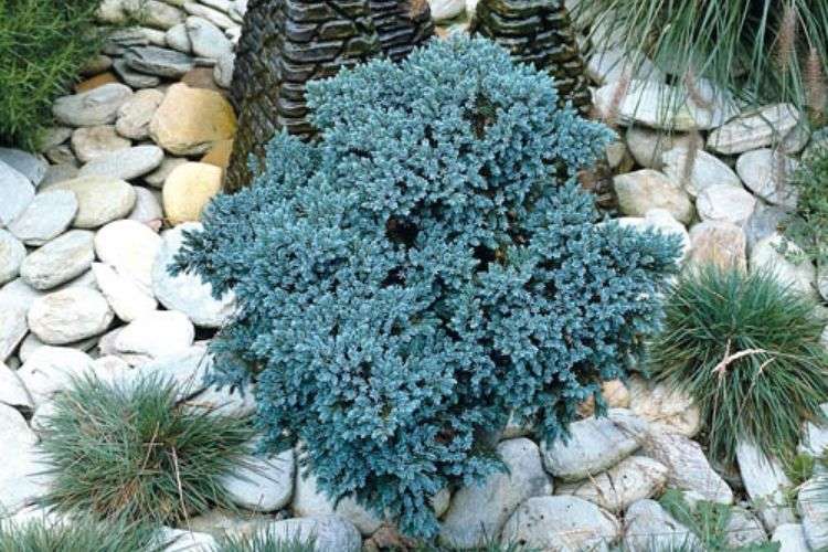 Juniperus squamata Blue star 