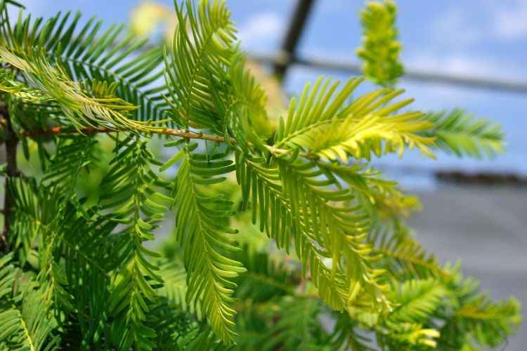 Metasequoia glyptostroboides Gold Rush