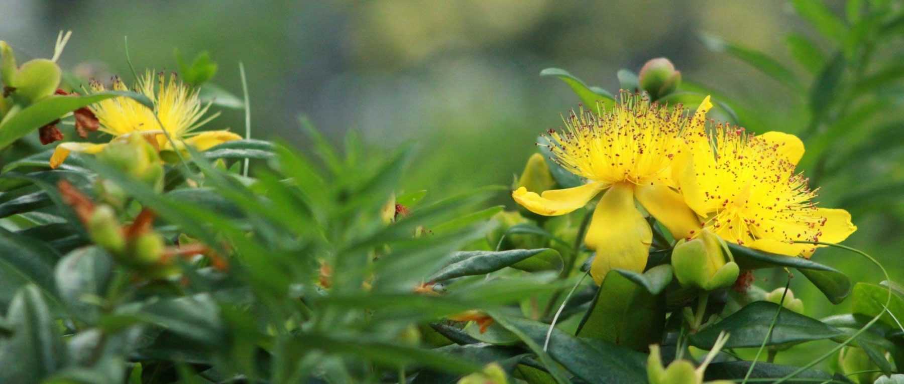 Millepertuis, Hypericum : quelle variété choisir ?