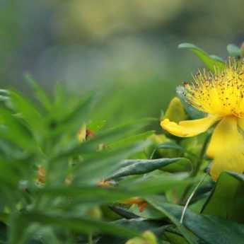 Millepertuis, Hypericum : quelle variété choisir ?