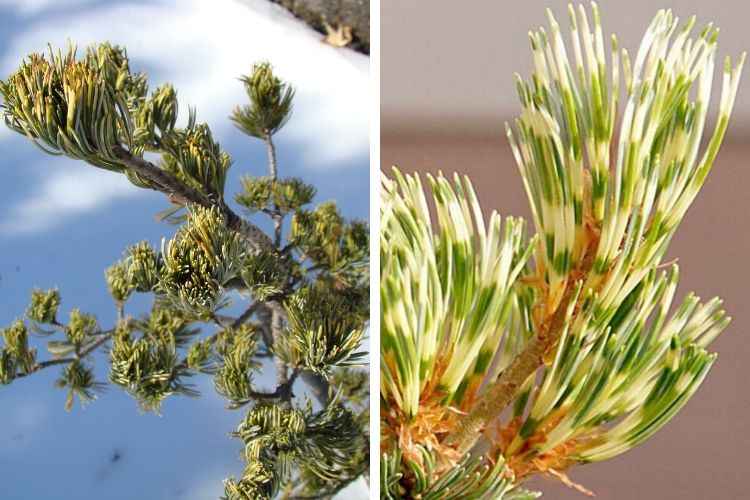 Pinus parviflora Fukai