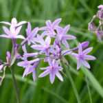 Tulbaghia : planter, cultiver et entretenir