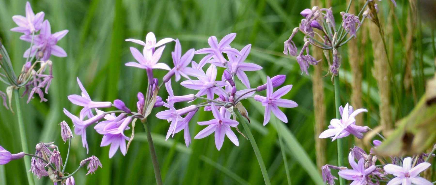 Tulbaghia : planter, cultiver et entretenir