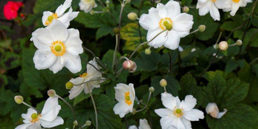 La floraison blanche d'une Anémone du Japon