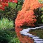 Jardin japonais : 10 plantes vivaces emblématiques