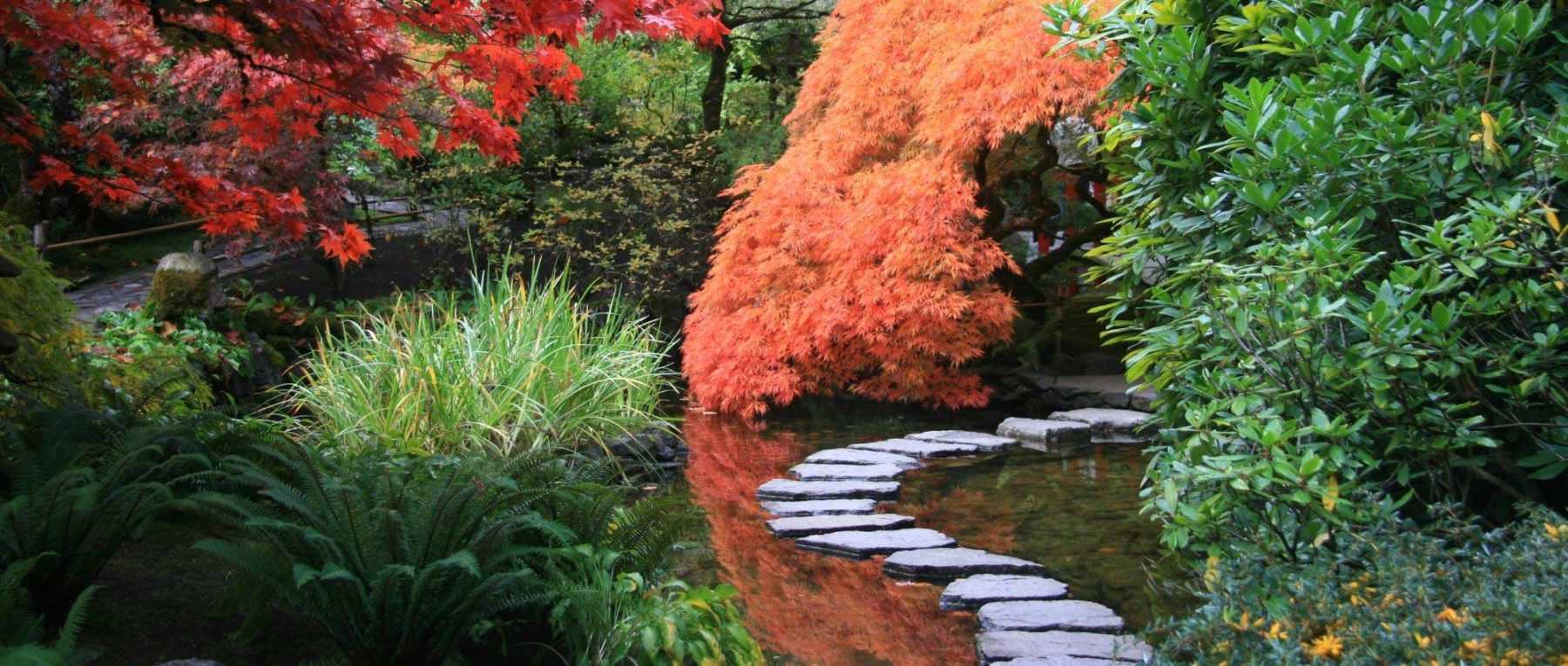 Jardin japonais : 10 plantes vivaces emblématiques