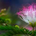 Albizia : quand et comment le tailler ?