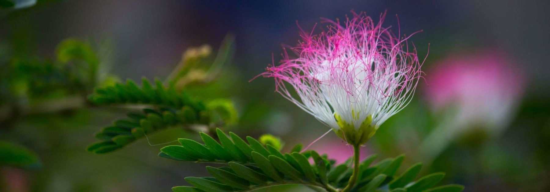 Albizia : quand et comment le tailler ?