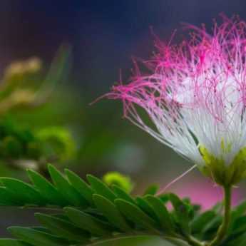 Albizia : quand et comment le tailler ?