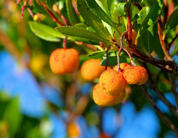 La fraise des bois sauvage : toxique ou comestible - saison et prix