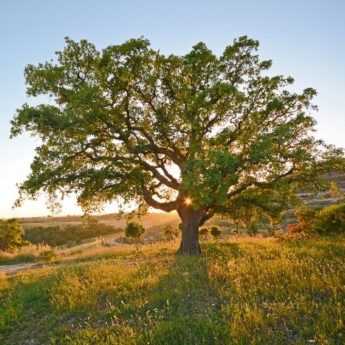 Changement climatique : plantons des arbres... mais pas n'importe lesquels !