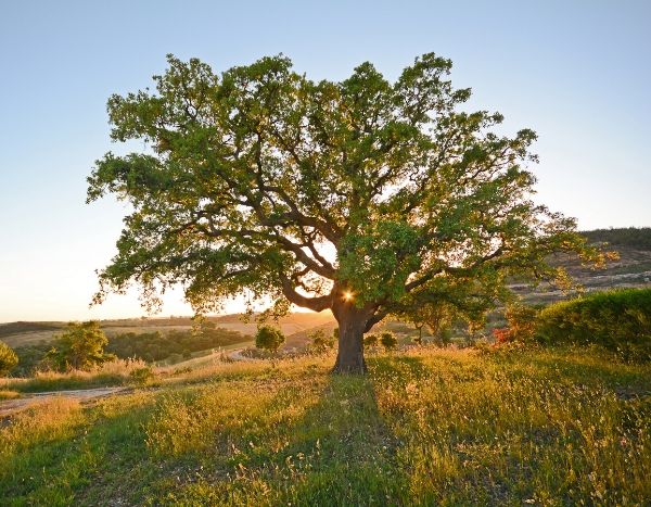 Changement climatique : plantons des arbres... mais pas n'importe lesquels !