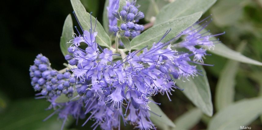 Arbuste A Fleurs Bleues 8 Indispensables Qu Il Faut Avoir Dans Son Jardin Arbuste A Fleurs Bleues 8 Indispensables Qu Il Faut Avoir Dans Son Jardin