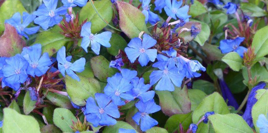 Arbuste A Fleurs Bleues 8 Indispensables Qu Il Faut Avoir Dans Son Jardin Arbuste A Fleurs Bleues 8 Indispensables Qu Il Faut Avoir Dans Son Jardin