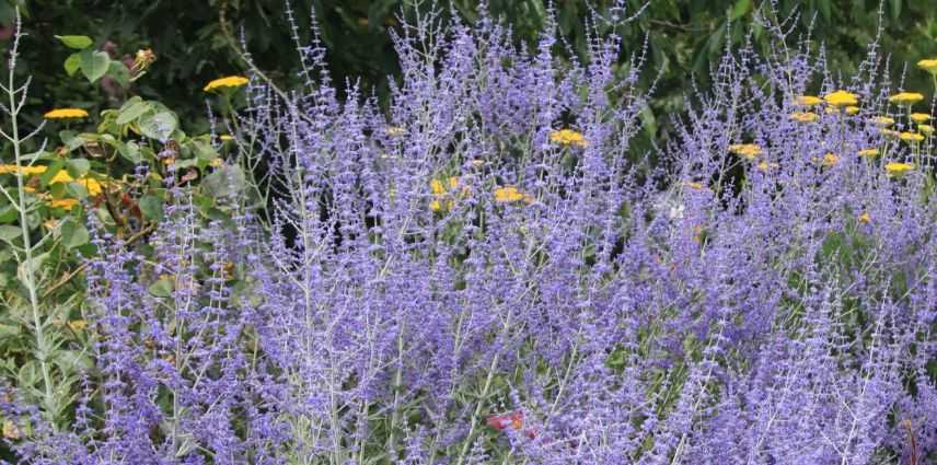 Arbuste A Fleurs Bleues 8 Indispensables Qu Il Faut Avoir Dans Son Jardin Arbuste A Fleurs Bleues 8 Indispensables Qu Il Faut Avoir Dans Son Jardin