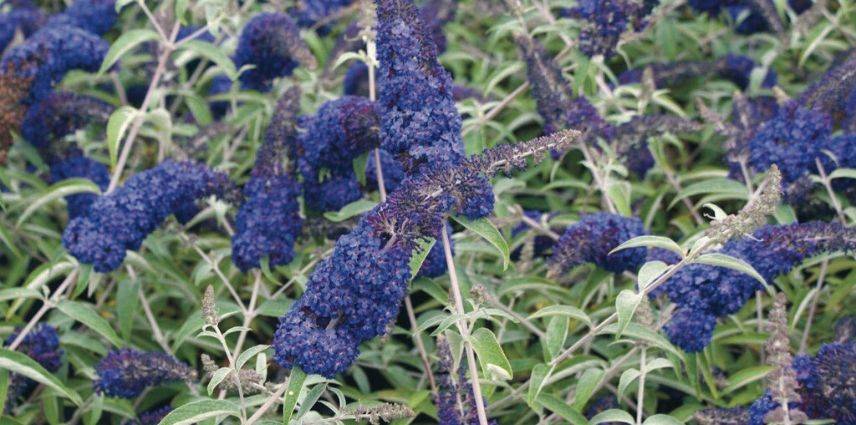 buddleia adonis blue