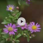 Coup de coeur : les Asters de Stéphane