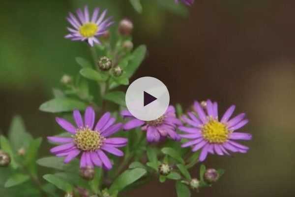 Coup de coeur : les Asters de Stéphane