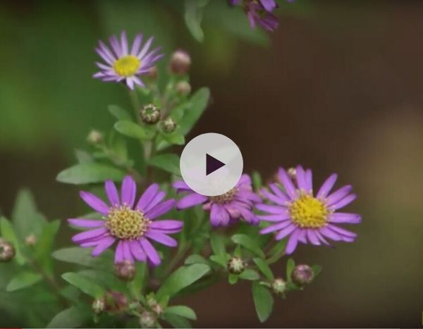 Coup de coeur : les Asters de Stéphane