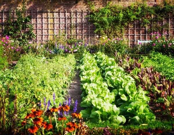 Potager – culture en pot – récolte – faire des bocaux (Vidéos) Autonomie-alimentaire1