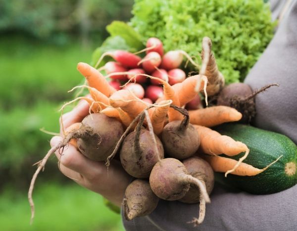 Potager – culture en pot – récolte – faire des bocaux (Vidéos) Autonomie-alimentaire3