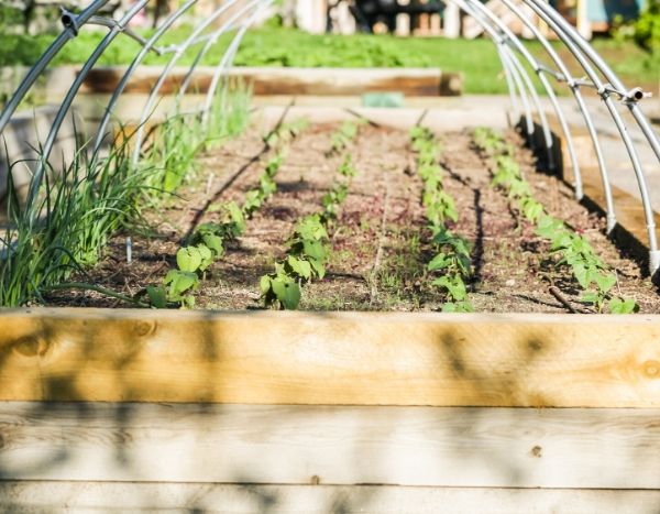 Potager – culture en pot – récolte – faire des bocaux (Vidéos) Autonomie-alimentaire4