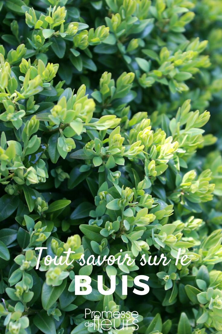 buxus tout savoir