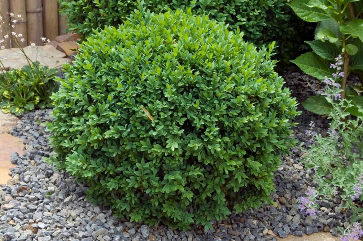 buxus