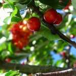 Cerisier : plantation, taille, entretien