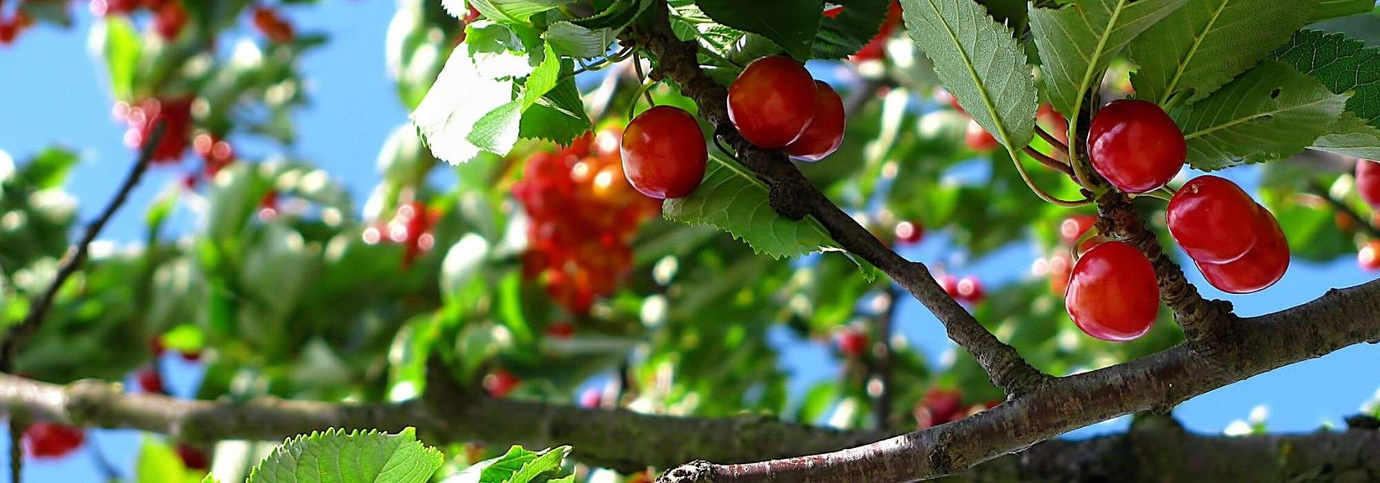 Cerisier : plantation, taille, entretien