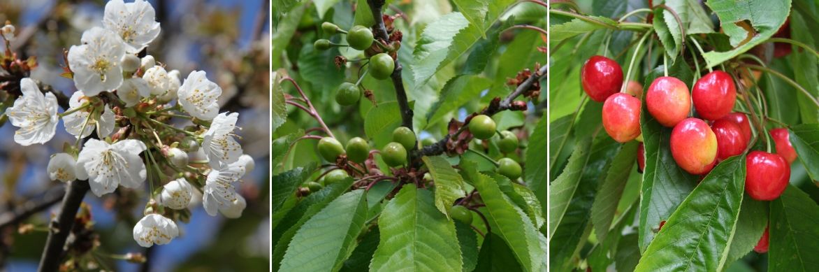 prunus cerasus