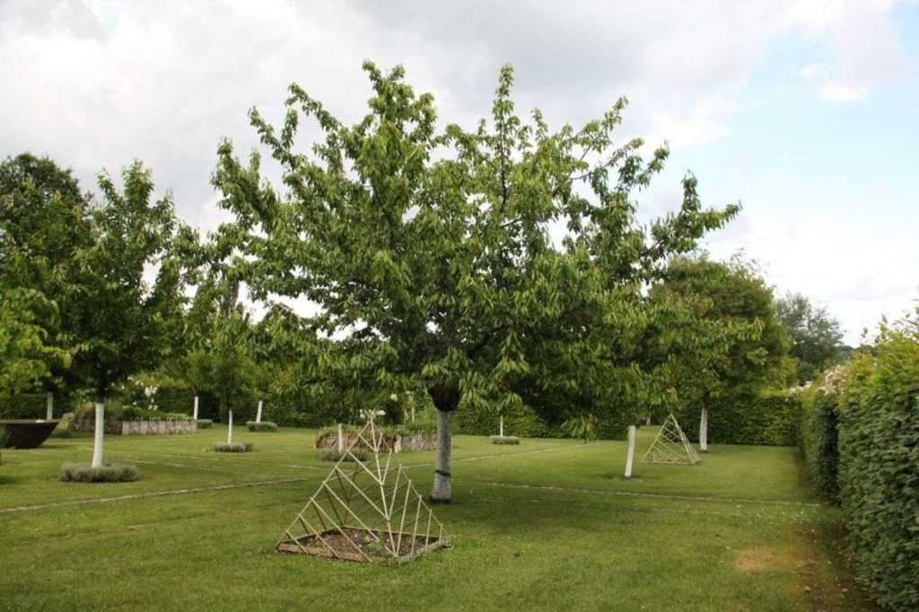 Prunus avium ou cerisier à fruits 
