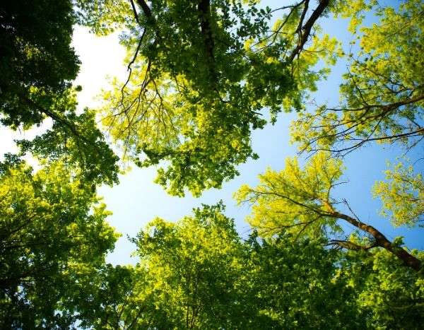 changement climatique-planter des arbres