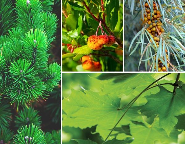 Archives des Jardin écologique et durable - Blog Promesse de fleurs