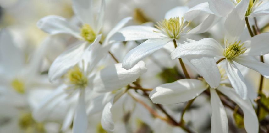 clematis armandii