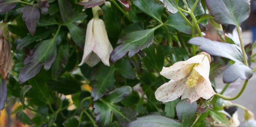 clematis cirrhosa